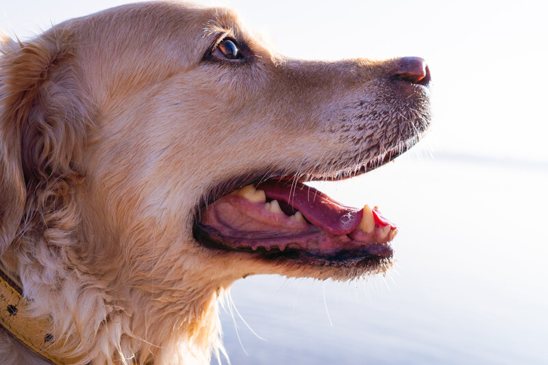 Seitenprofil Hund mit nasser Schnauze. 
