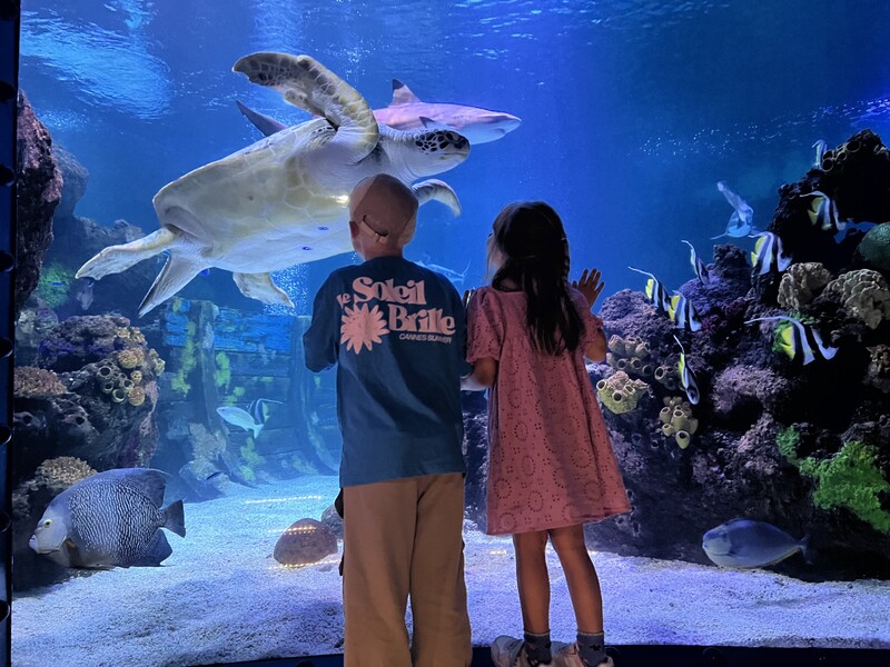 Kinder schauen durch das Glas und sehen eine Schildkröte und einen Hai im SEA Life in Timmendorfer Strand.