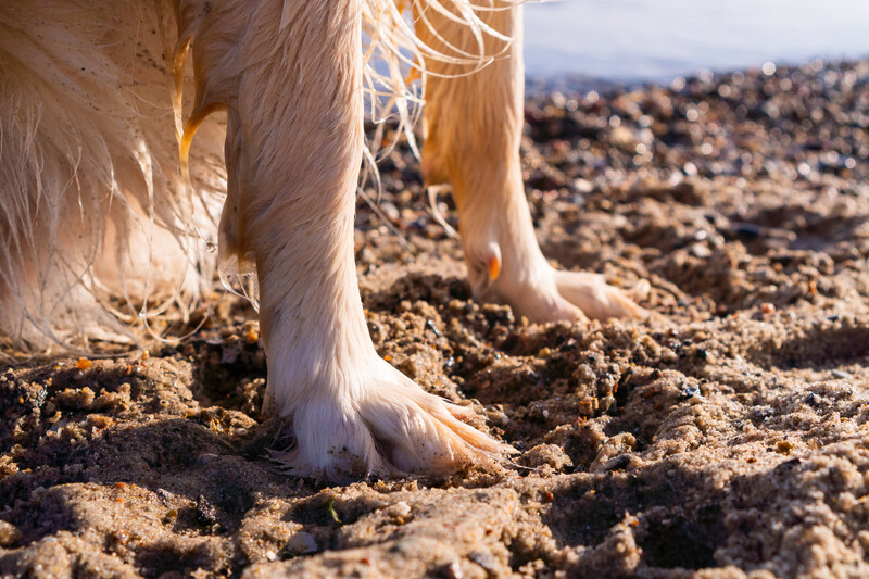 Hundepfoten im Sand.