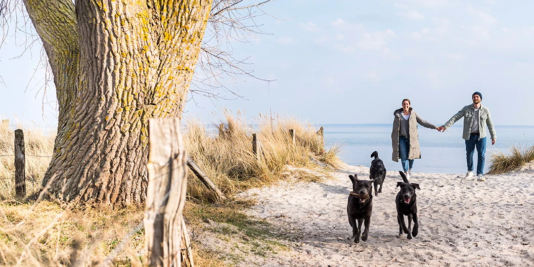 Händchen haltendes Pärchen mit drei Hunden am Ostseestrand