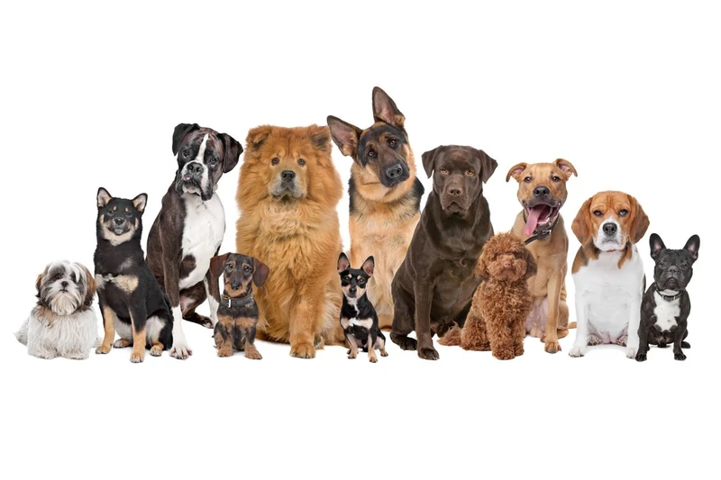 Stockfoto mit zwölf verschiedenen Hunden