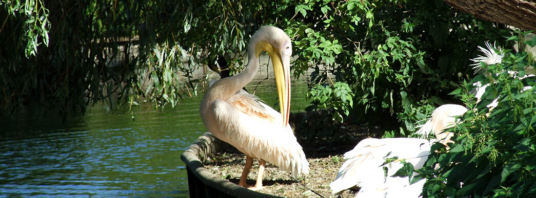 Pelikan unter Bäumen im Vogelpark Niendorf